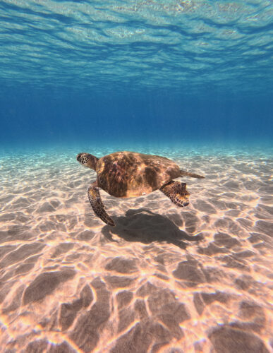 Send your best photos from Maui County to mauiphotos@mauinews.com for a chance to see them featured on our website and in our weekly print edition.